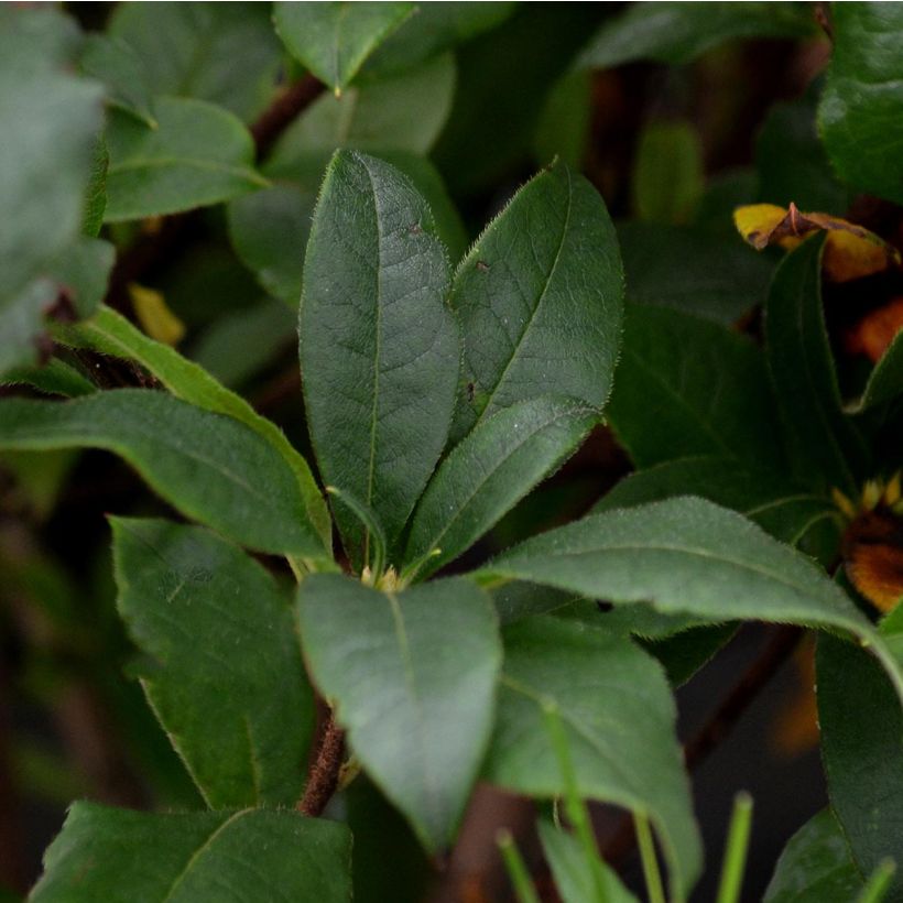 Azalée de Chine Homebush - Rhododendron hybride (Feuillage)