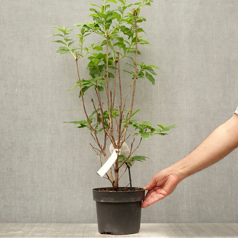 Spécimen de Azalée de Chine Homebush - Rhododendron hybride Pot de 4L/5L tel que livré en été
