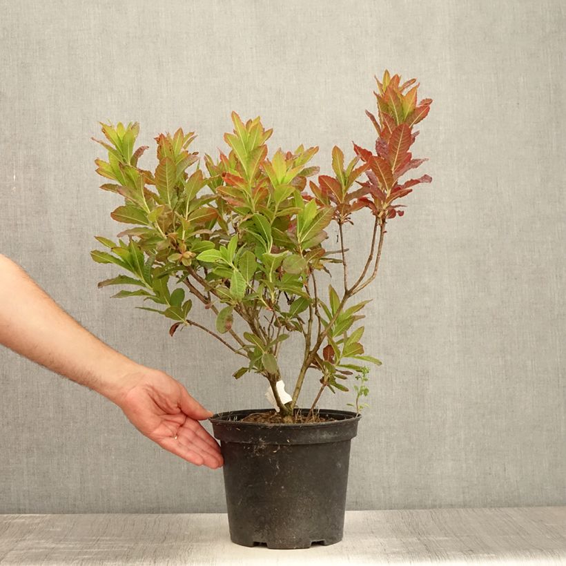 Spécimen de Azalée de Chine Koster's Brilliant Red - Azalea mollis Pot de 4L/5L tel que livré en été