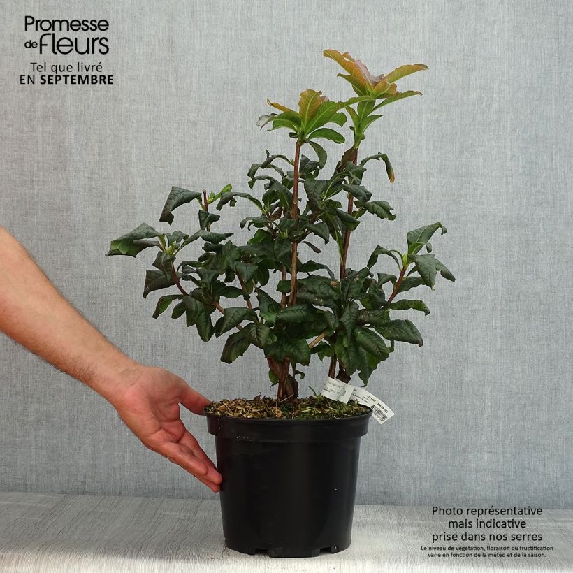 Spécimen de Azalée de Chine Mary Poppins Pot de 4L/5L tel que livré en été