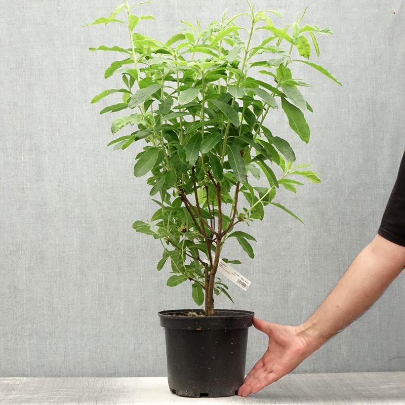 Spécimen de Azalée de Chine Mount Rainier - Rhododendron hybride Pot de 4L/5L tel que livré en été