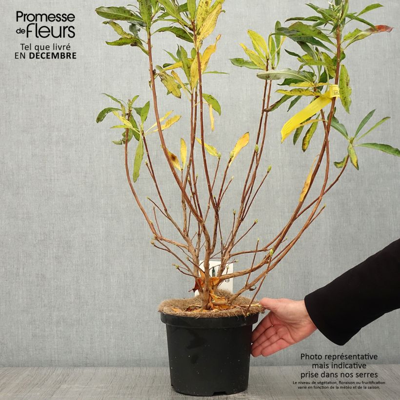 Spécimen de Azalée de Chine - Rhododendron luteum Pot de 4L/5L tel que livré en automne
