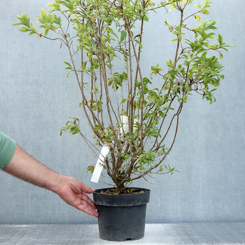 Spécimen de Azalée de Chine Sommerduft - Rhododendron viscosum Pot de 4L/5L tel que livré en été