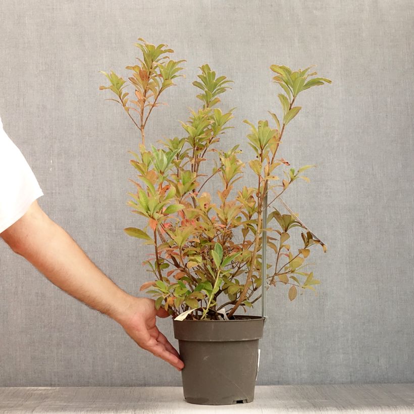 Spécimen de Azalée de Chine Soir de Paris  Pot de 4L/5L tel que livré en été