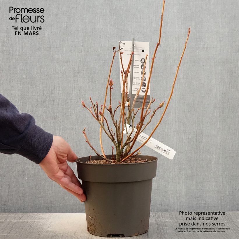 Spécimen de Azalée de Chine Soir de Paris  - Pot de 4L/5L tel que livré au printemps