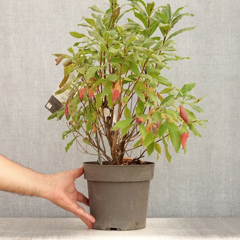 Spécimen de Azalée de Floride - Rhododendron austrinum Pot de 4L/5L tel que livré en été