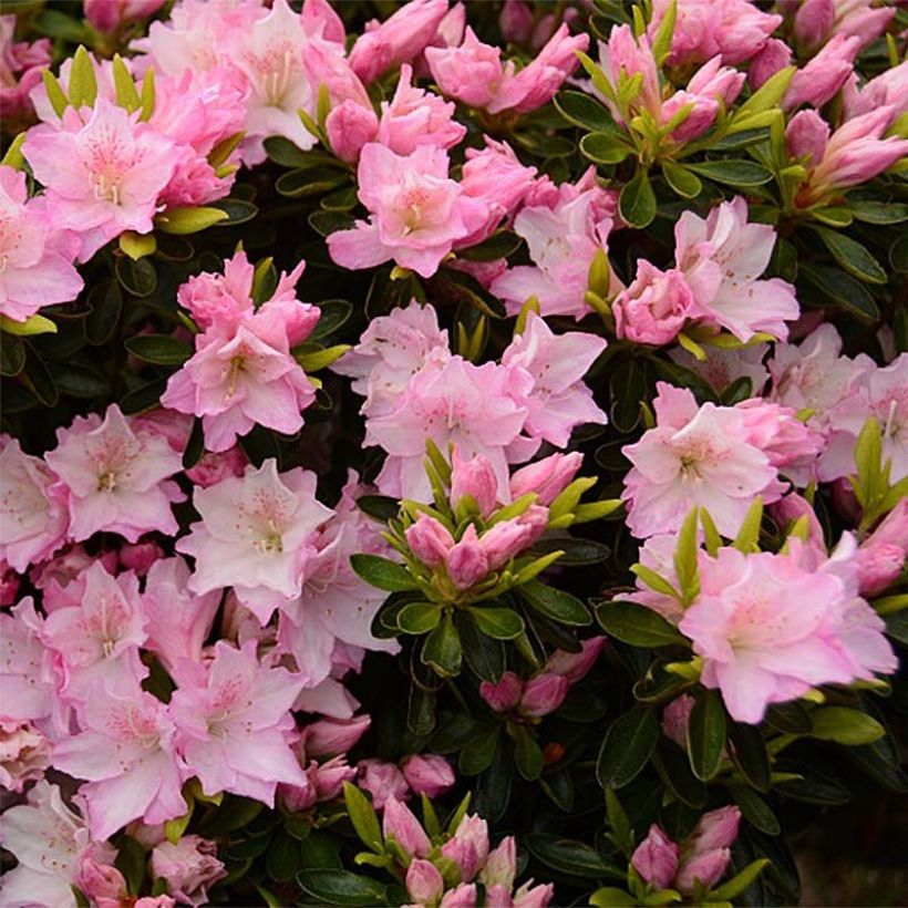 Azalée du Japon Al's Picotee - Rhododendron hybride (Floraison)