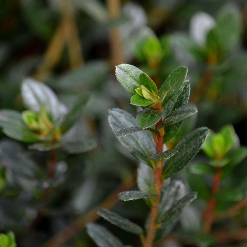 Azalée du Japon Amoena - Rhododendron hybride (Feuillage)