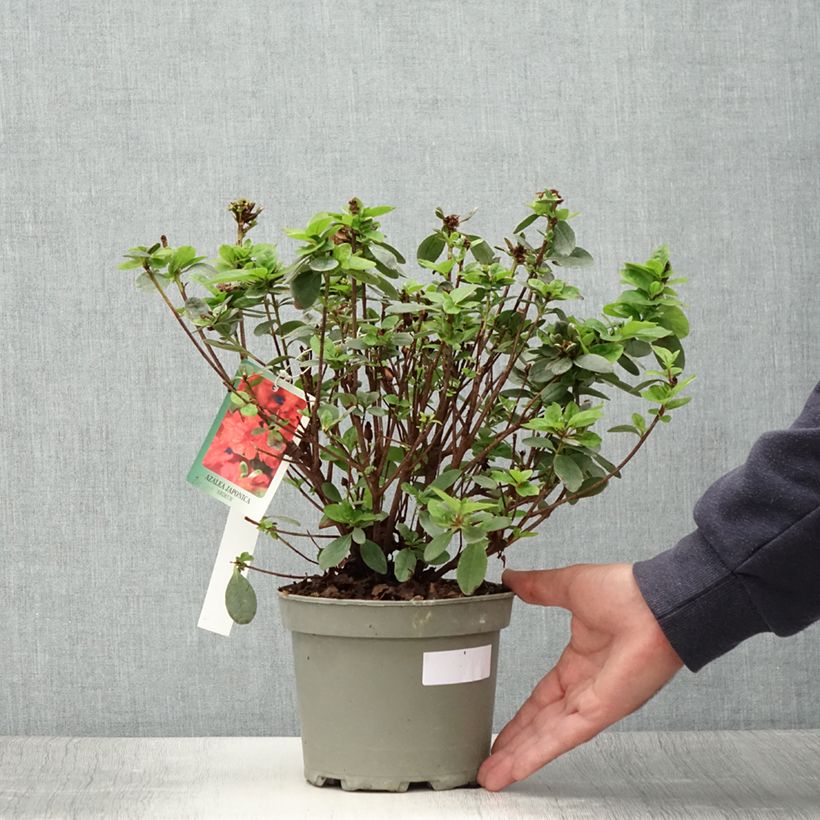 Spécimen de Azalée du Japon Ardeur - Rhododendron hybride Pot de 2L/3L tel que livré en été