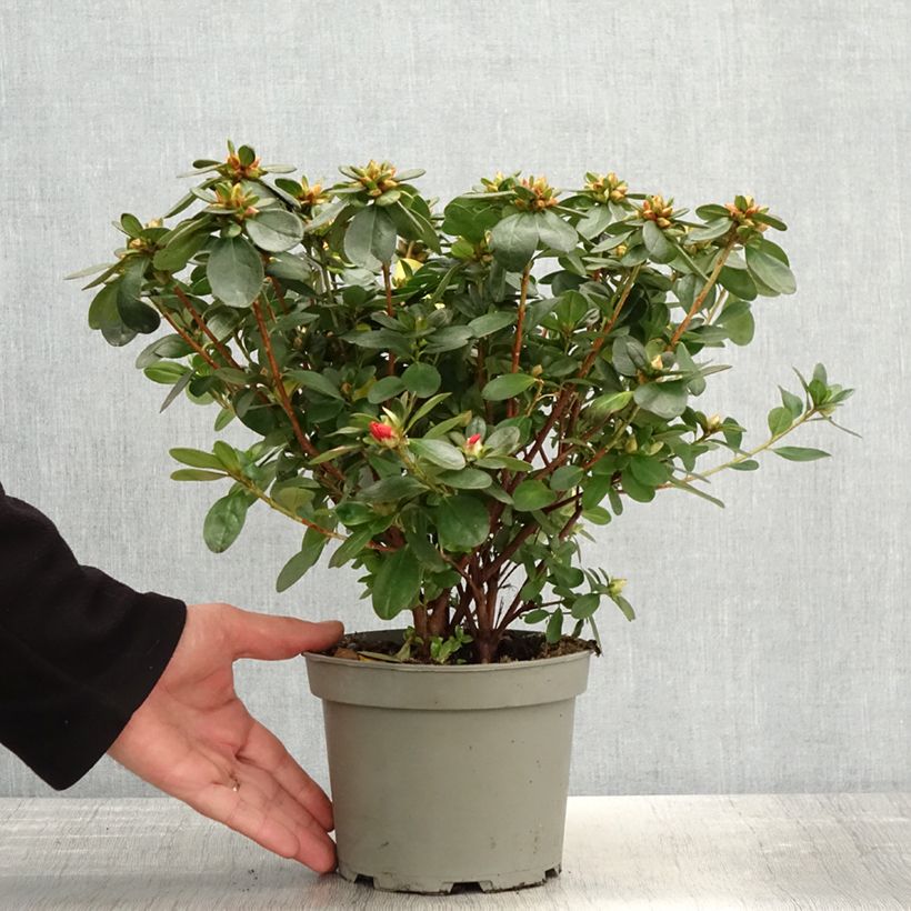 Spécimen de Azalée du Japon Ardeur - Rhododendron hybride tel que livré au printemps
