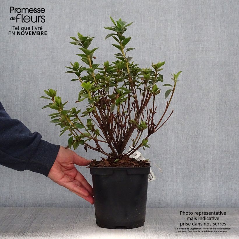 Spécimen de Azalée du Japon Elsie Lee - Rhododendron hybride Pot de 2L/3L tel que livré en automne