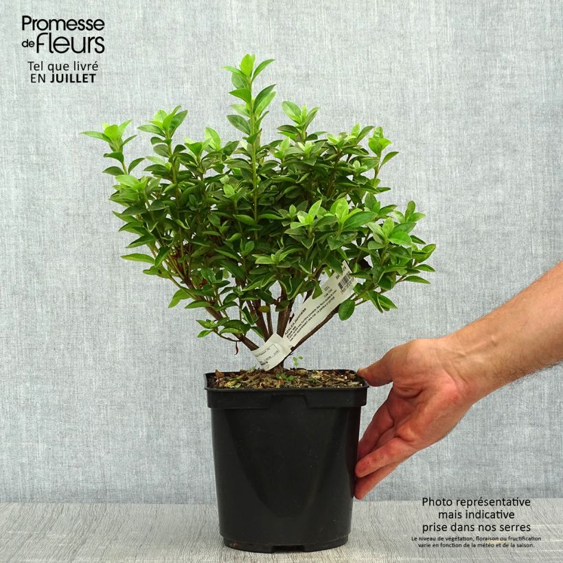 Spécimen de Azalée du Japon Elsie Lee - Rhododendron hybride Pot de 2L/3L tel que livré en été