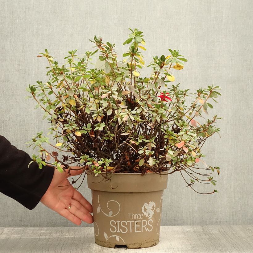 Spécimen de Azalée du Japon Fairy Dreams Three Sisters - Rhododendron hybride Pot de 6L/7L tel que livré en automne