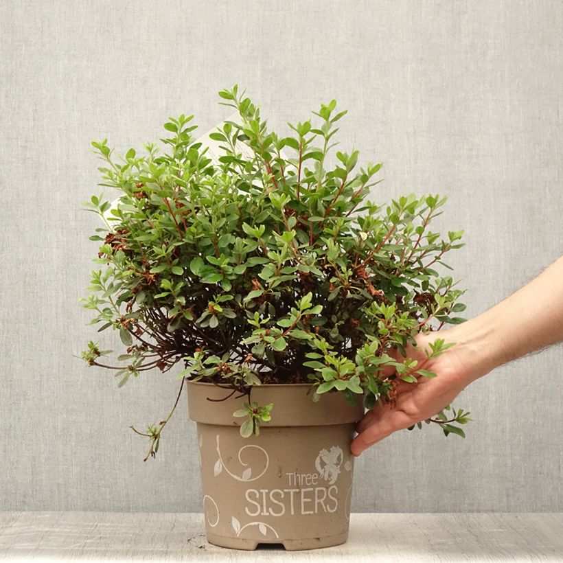 Spécimen de Azalée du Japon Fairy Dreams Three Sisters - Rhododendron hybride Pot de 6L/7L tel que livré en été