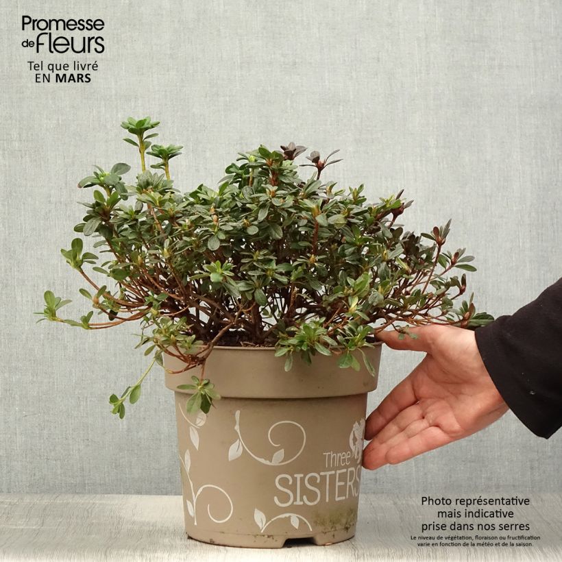 Spécimen de Azalée du Japon Fairy Dreams Three Sisters - Rhododendron hybride - Pot de 6L/7L tel que livré au printemps