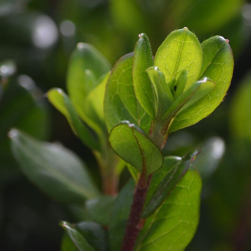 Azalée du Japon Hino-Crimson - Rhododendron hybride (Feuillage)