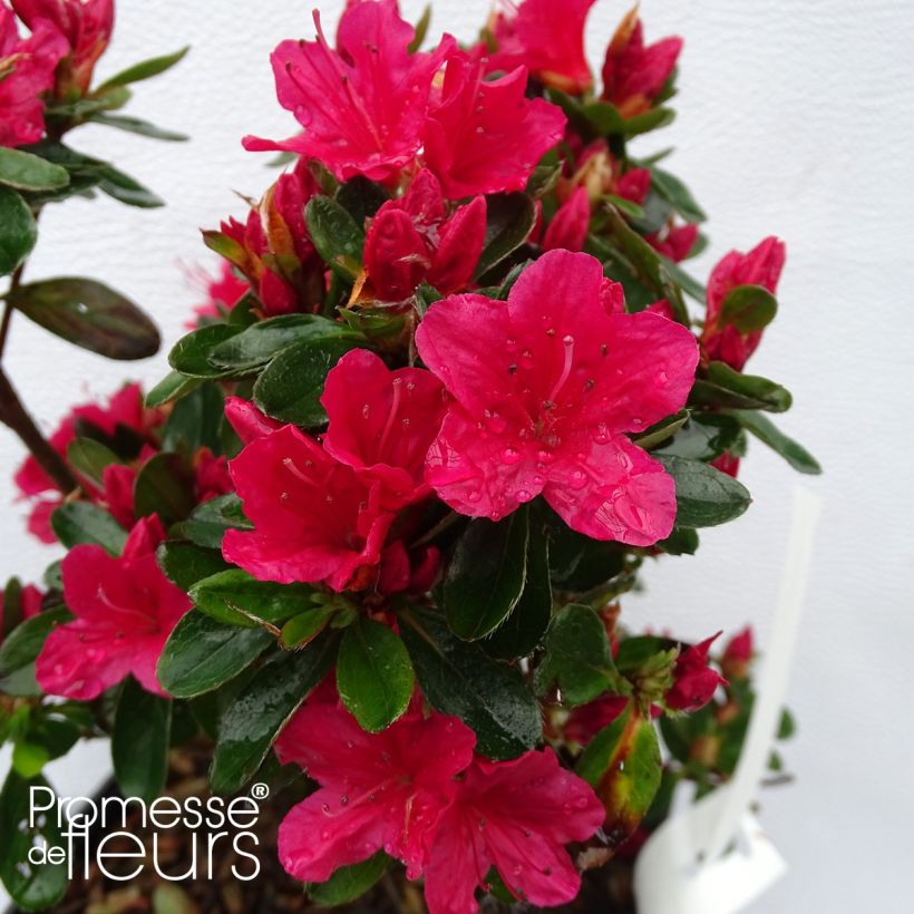 Azalée du Japon Hino-Crimson - Rhododendron hybride (Floraison)