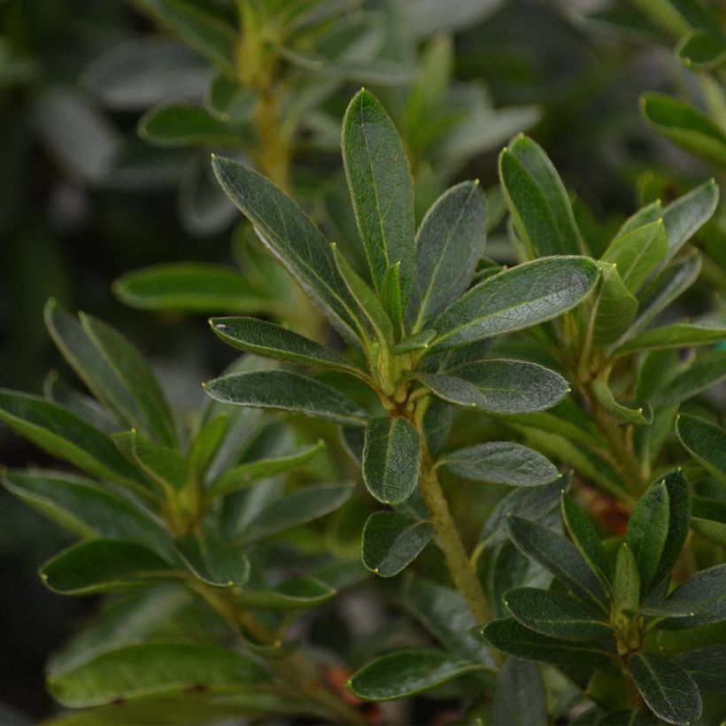 Azalée du Japon Ho Oden - Rhododendron hybride (Feuillage)