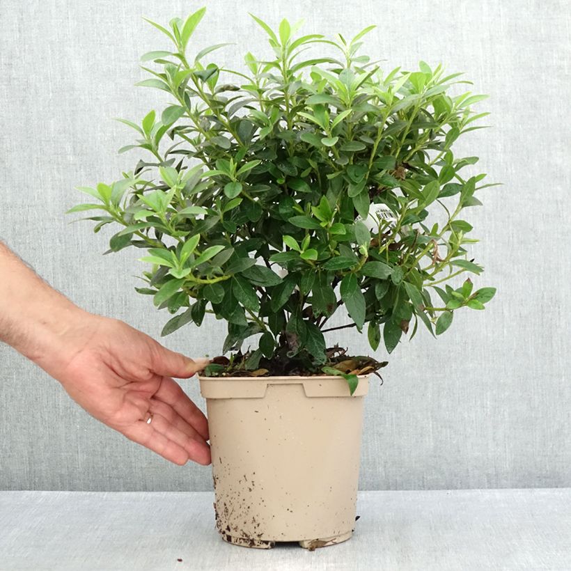 Spécimen de Azalée du Japon Ho Oden - Rhododendron hybride Pot de 2L/3L tel que livré en été