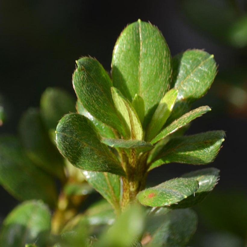 Azalée du Japon Johanna - Rhododendron hybride (Feuillage)