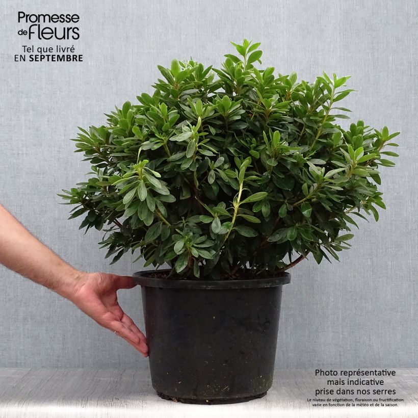 Spécimen de Azalée du Japon Luzi - Rhododendron hybride Pot de 12L/15L tel que livré en automne