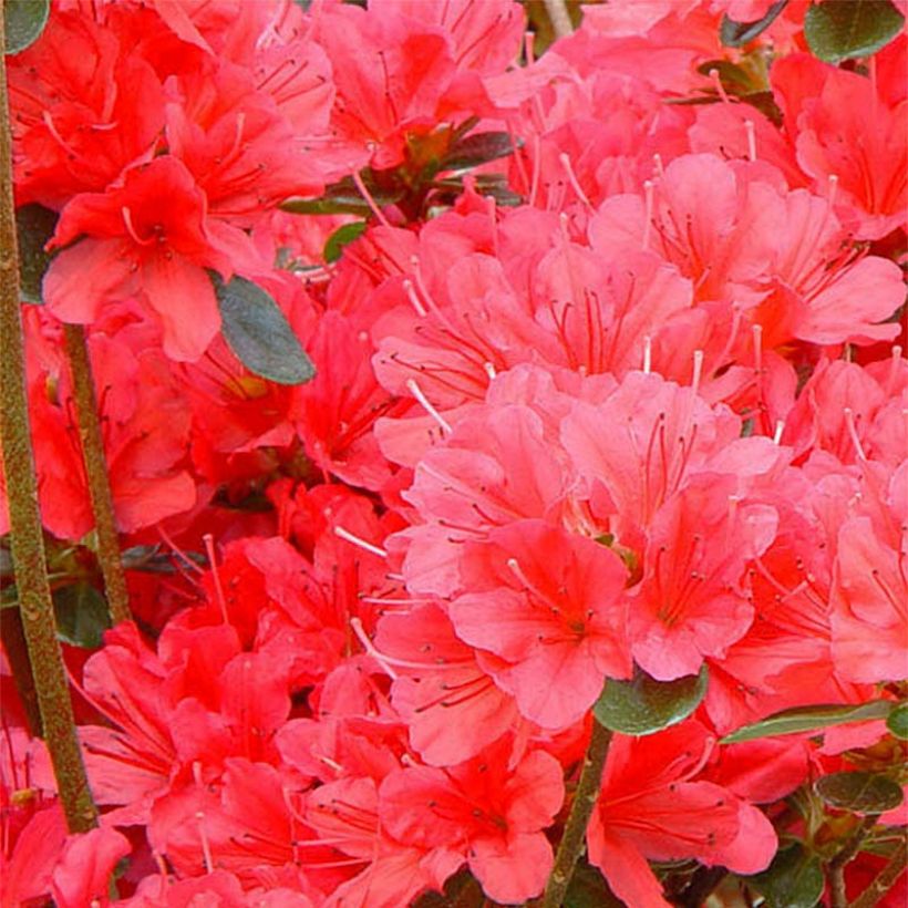 Azalée du Japon Moederdag - Rhododendron japonica (Floraison)