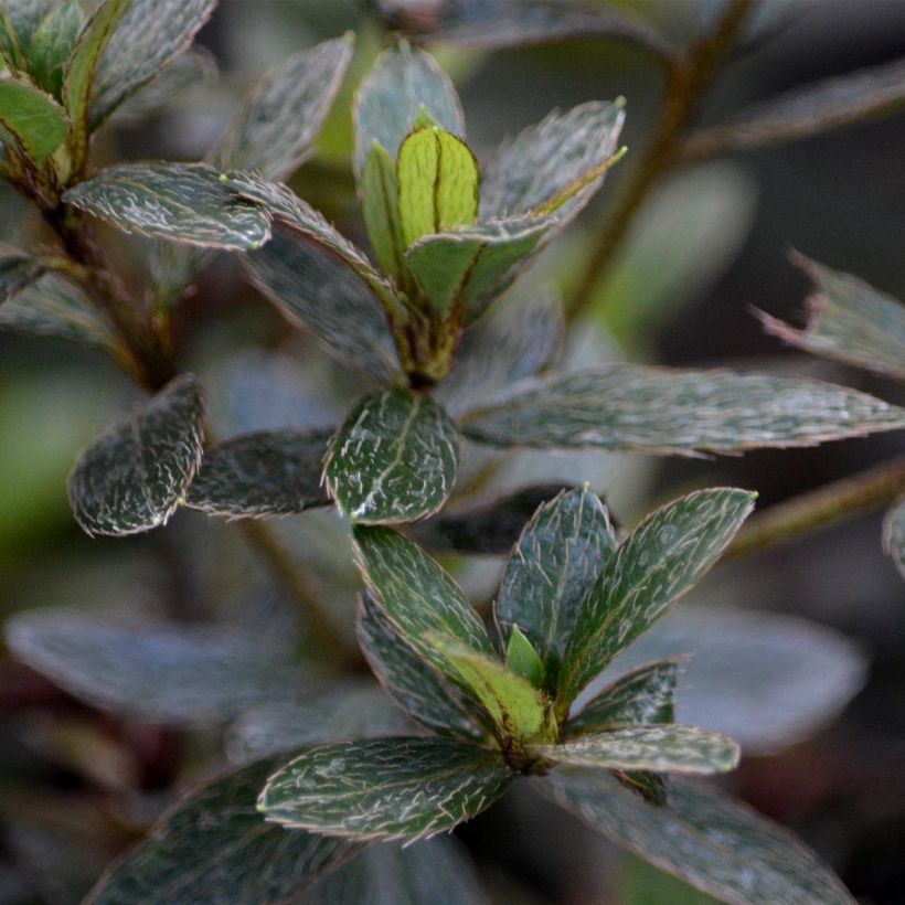 Azalée du Japon Nakaharai Orange - Azalea japonica (Feuillage)