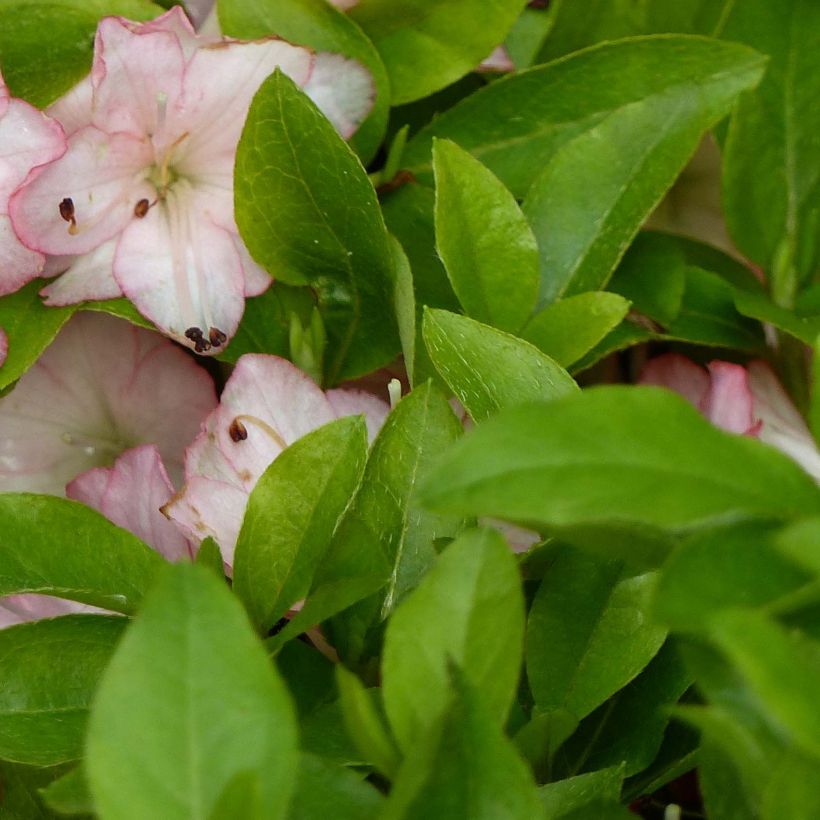 Azalée du Japon Peggy Ann - Rhododendron kaempferi (Feuillage)