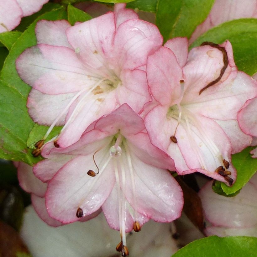 Azalée du Japon Peggy Ann - Rhododendron kaempferi (Floraison)