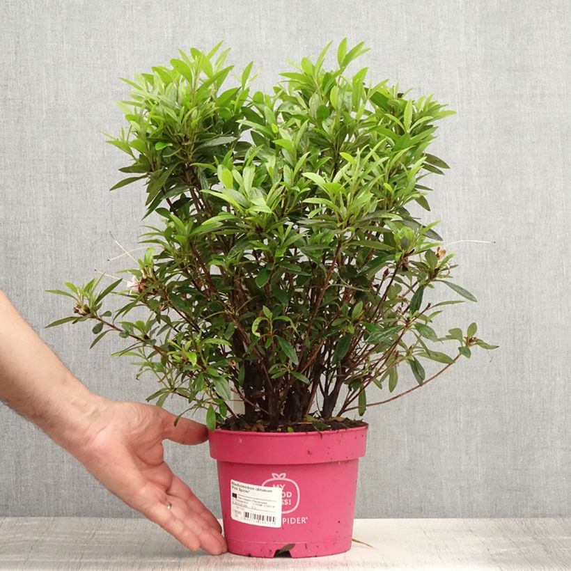 Spécimen de Azalée du Japon Pink Spider - Rhododendron hybride Pot de 2L/3L tel que livré en été