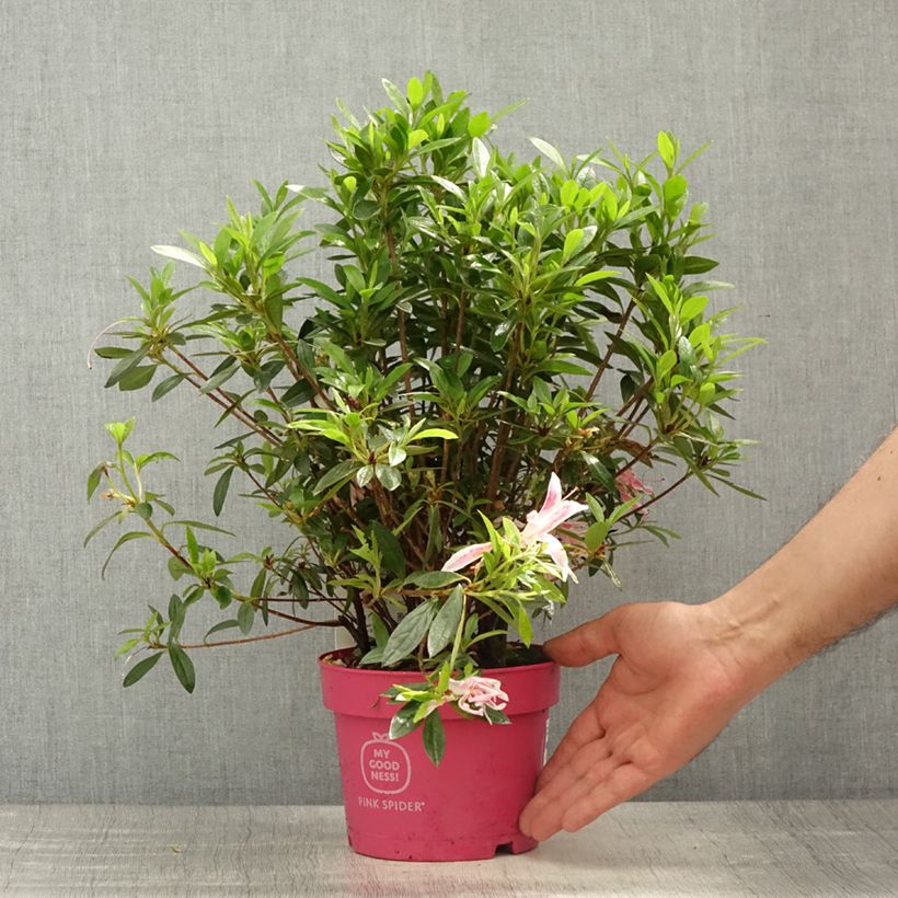 Spécimen de Azalée du Japon Pink Spider - Rhododendron hybride - Pot de 2L/3L tel que livré au printemps