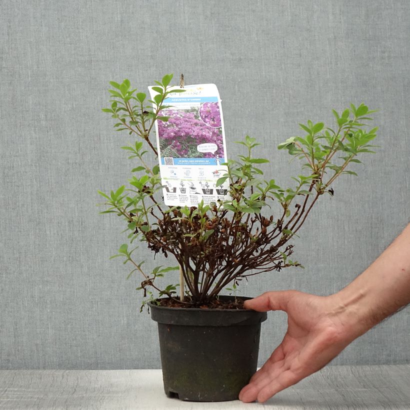Spécimen de Azalée du Japon Purple Splendor - Rhododendron hybride Pot de 2L/3L tel que livré en été