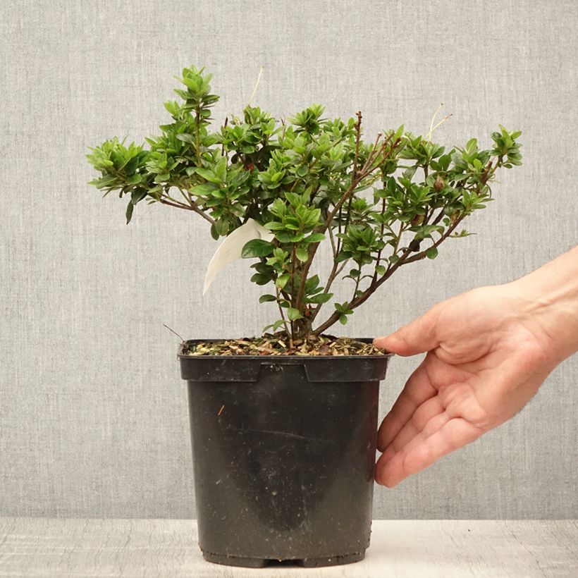 Spécimen de Azalée du Japon Sachsenstern - Rhododendron hybride Pot de 3L/4L tel que livré en été