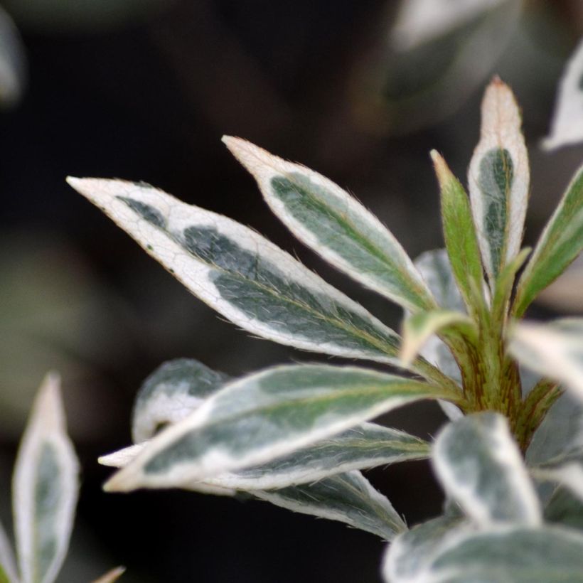 Azalée du Japon Silver Queen - Rhododendron hybride (Feuillage)