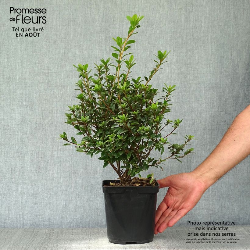 Spécimen de Azalée du Japon Sylvester - Rhododendron hybride Pot de 2L/3L tel que livré en été