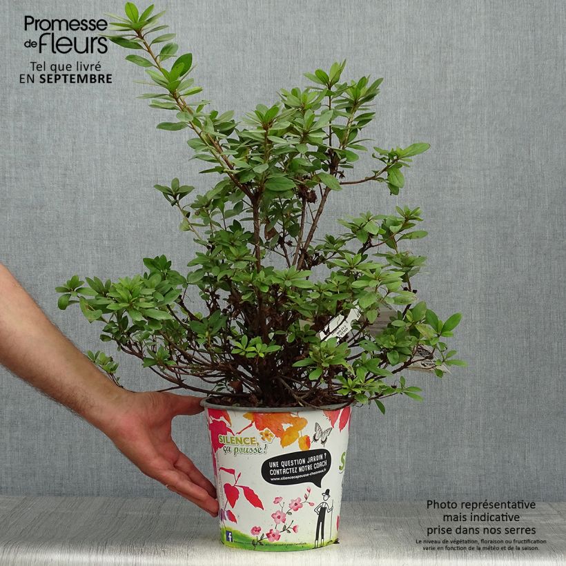 Spécimen de Azalée du Japon Vuyk's Rosyred - Rhododendron hybride. tel que livré en automne