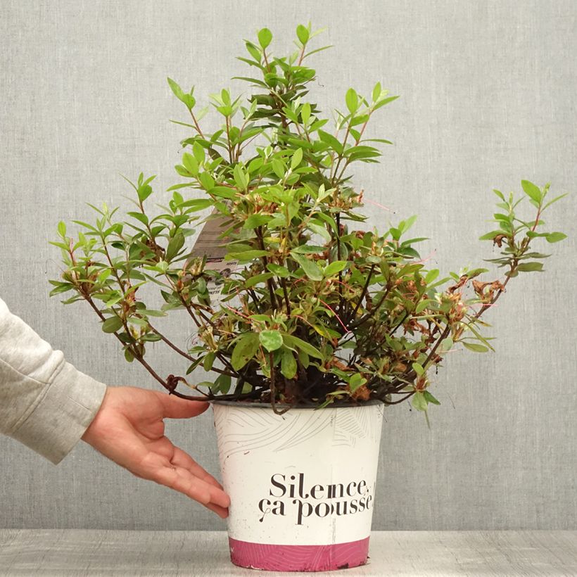 Spécimen de Azalée du Japon Vuyk's Rosyred - Rhododendron hybride. Pot de 4L/5L tel que livré en été