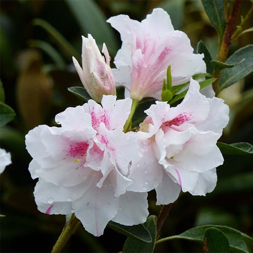Azalée du Japon White Prince - Rhododendron hybride (Floraison)