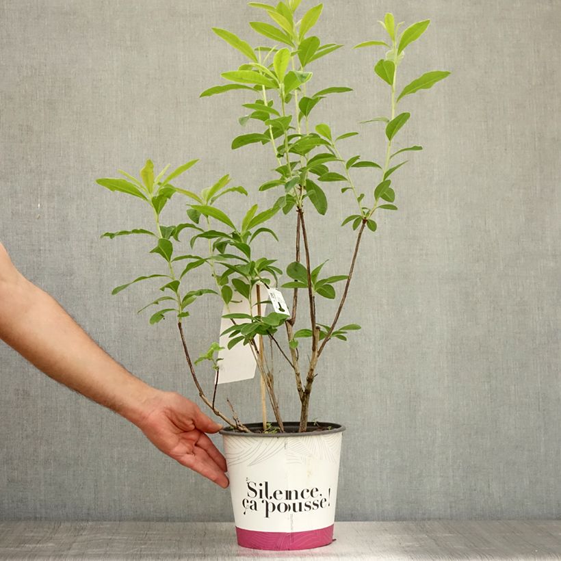Spécimen de Azalée Glowing Embers - Rhododendron molle Pot de 4L/5L tel que livré en été