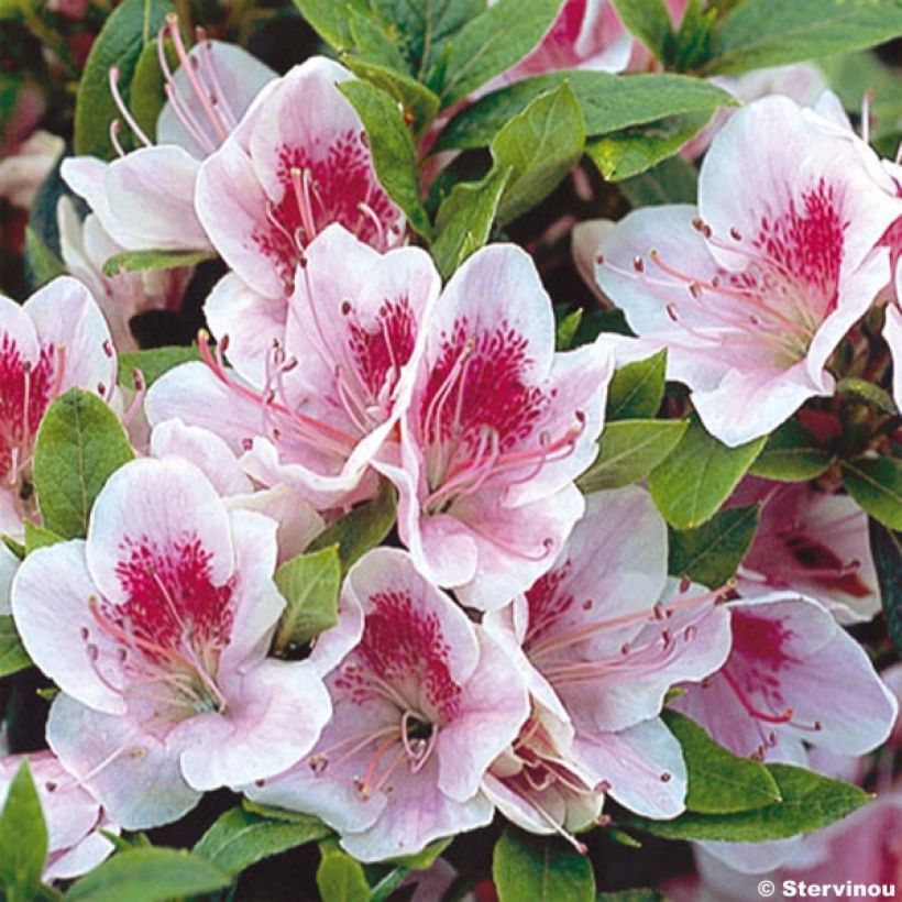 Azalée du Japon Ho Oden - Rhododendron hybride (Floraison)