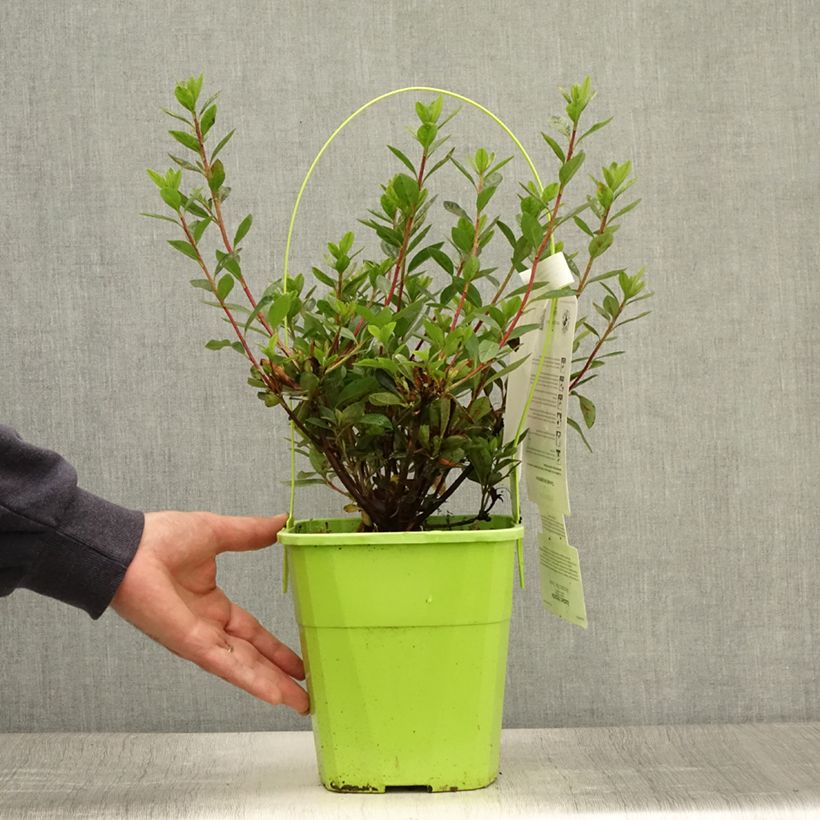 Spécimen de Azalée hybride ENCORE Autumn Fire Pot de 3L/4L tel que livré en été