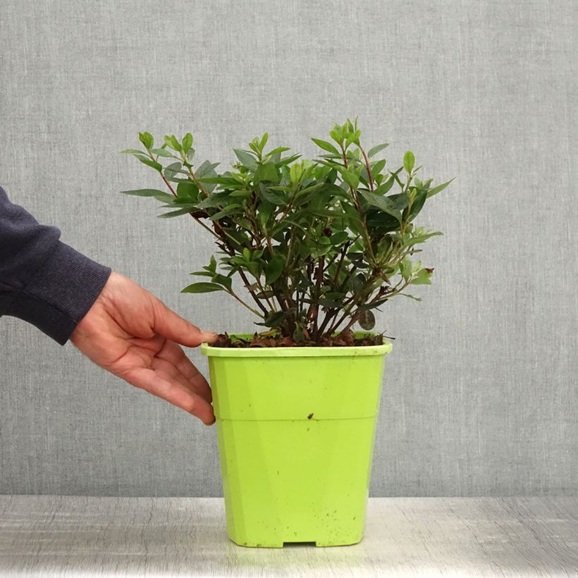 Spécimen de Azalée hybride ENCORE Autumn Fire en pot de 3L/4L tel que livré au printemps