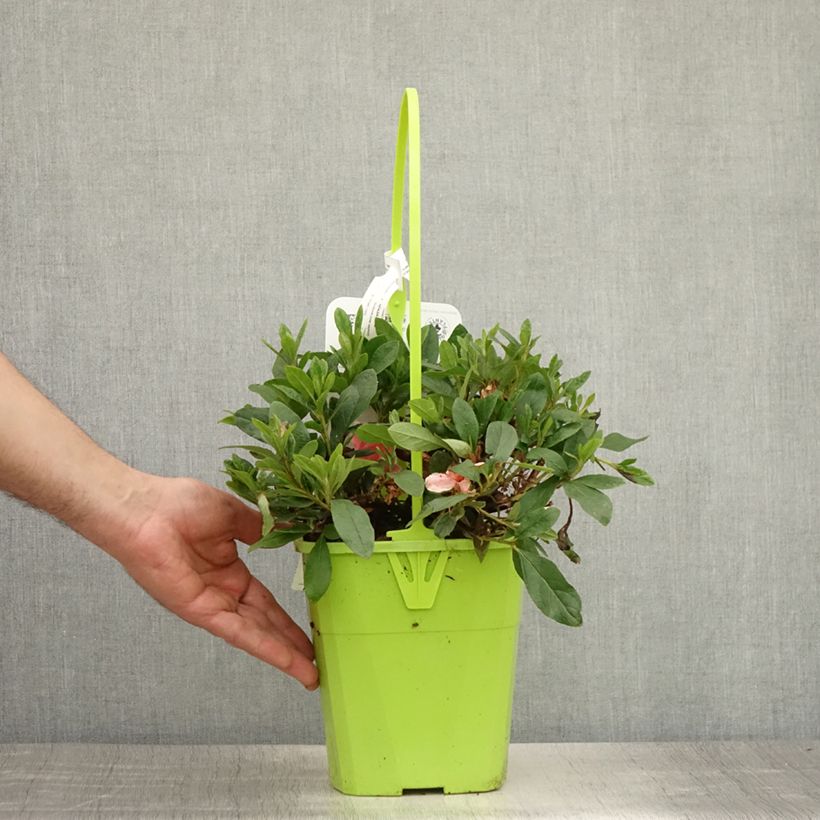 Spécimen de Azalée hybride ENCORE® Sunburst Pot de 3L/4L tel que livré en été