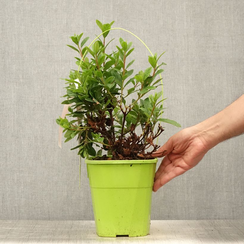 Spécimen de Azalée hybride ENCORE® Sunset Pot de 3L/4L tel que livré en été