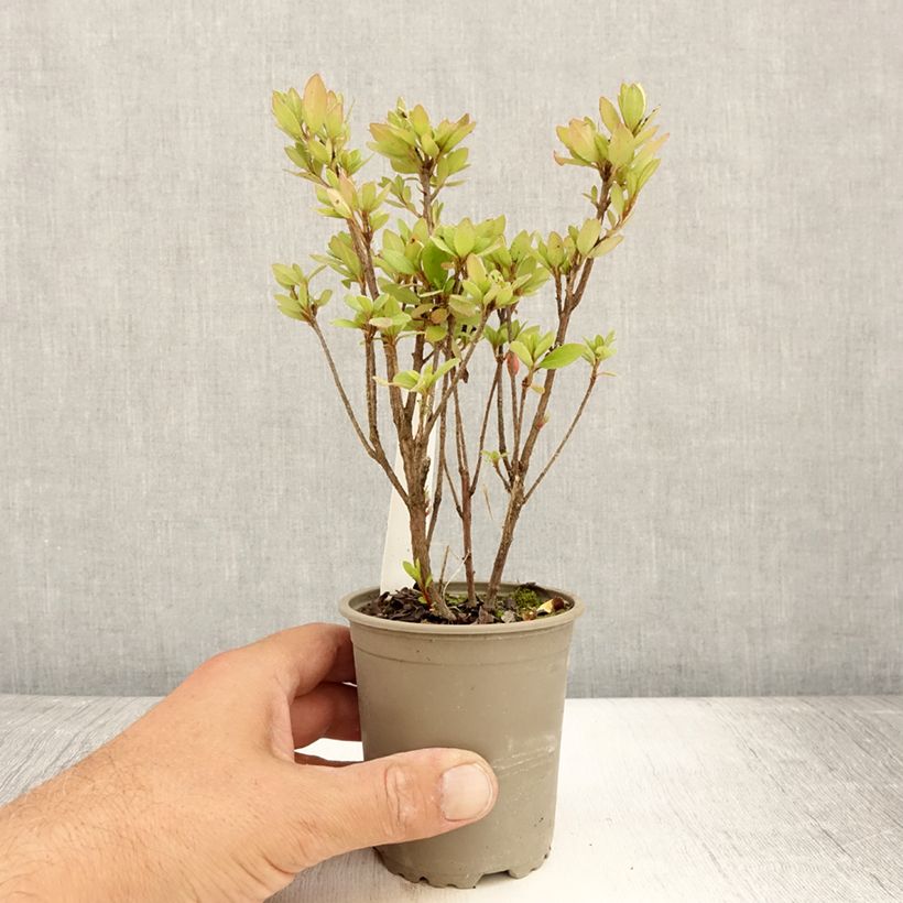 Spécimen de Azalée japonaise - Azalea japonica Arabesk Godet de 8/9 cm tel que livré en été
