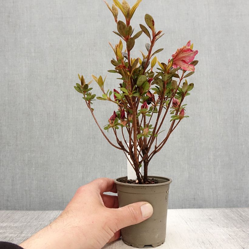 Spécimen de Azalée japonaise - Azalea japonica Arabesk - Godet de 8/9 cm tel que livré au printemps