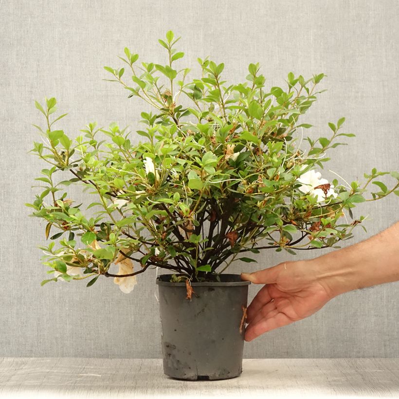 Spécimen de Azalée japonaise Dorothy Heiden Pot de 2L/3L tel que livré en été