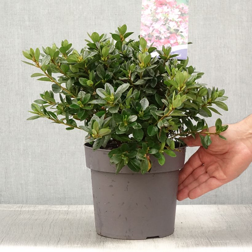 Spécimen de Azalée japonaise - Azalea japonica Izumi no mai Pot de 3L/4L tel que livré en été