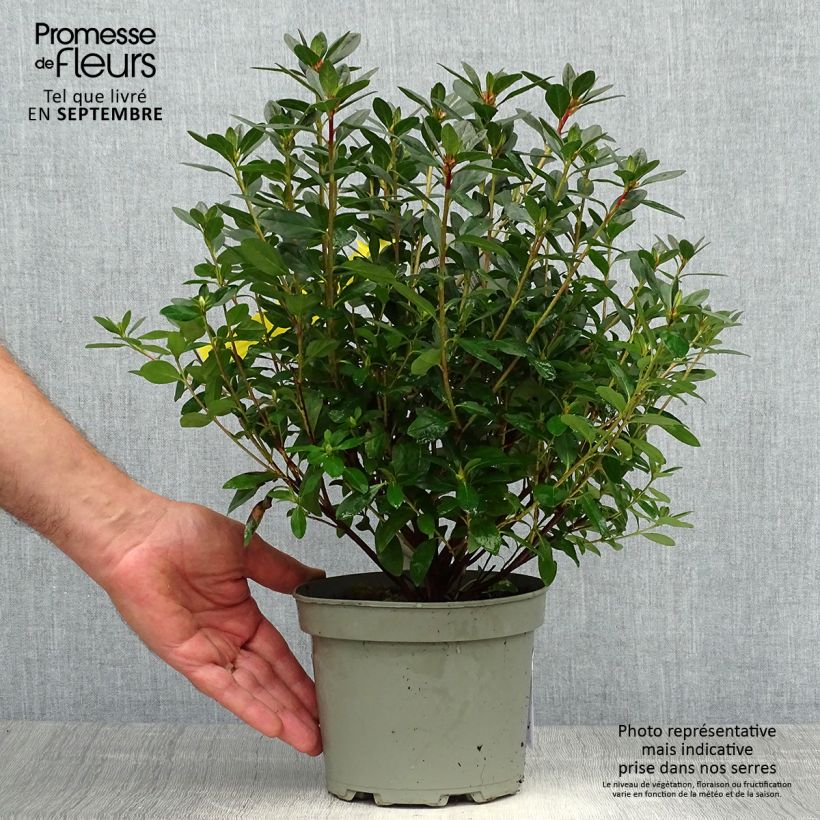 Spécimen de Azalée japonaise - Azalea japonica Madame Galle Pot de 2L/3L tel que livré en automne