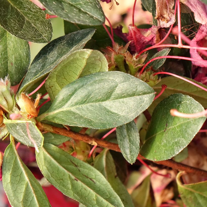 Azalée japonaise - Azalea japonica Madame Galle (Feuillage)